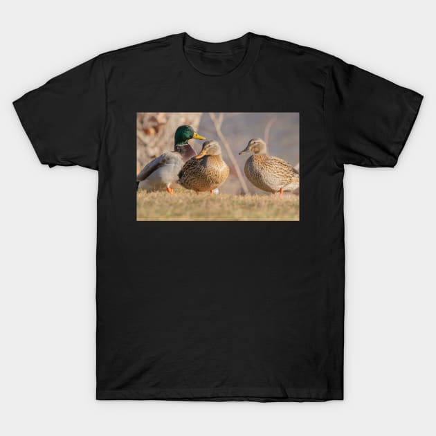 Three Mallard Ducks T-Shirt by BirdsnStuff